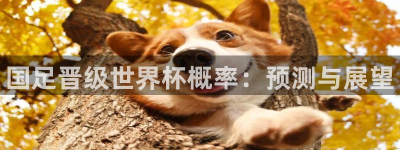 世界杯预选赛欧洲区赛程:国足晋级世界杯概率:预测与展望